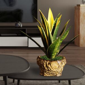 Snake Plant Hydrangea