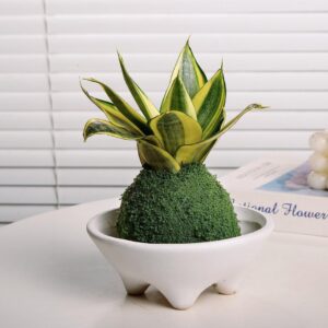 Bird's Nest Snake Plant