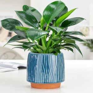 Rubber plant