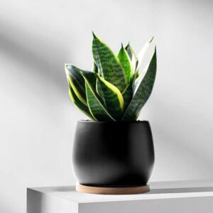 Snake Plant Sansevieria
